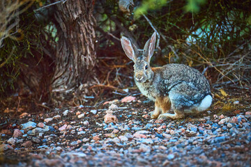 Wild Jack Rabbit on Rocky Desert Floor Near Shrub in Natural Nevada Habitat