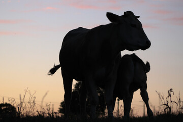 buvez du soir, bonsoir ! © Adele