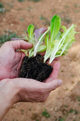 a man holds several small lettuce seedlings
