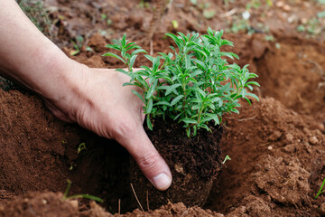 closeup of a man planting a satureja plant