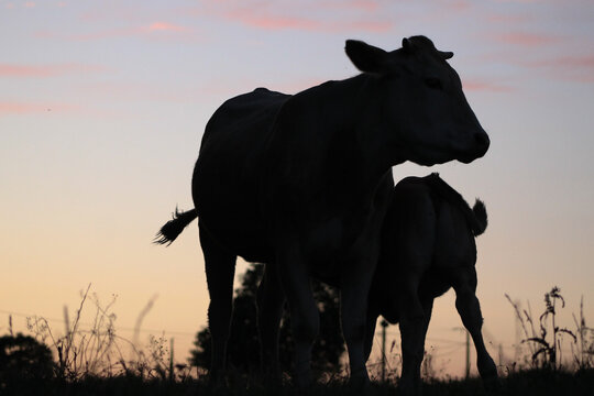 buvez du soir, bonsoir !