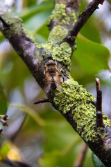 Abeille en pause sur sa branche