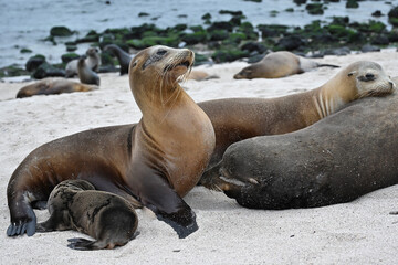 Obraz premium Eine Familie von Seelöwen an der Küste einer Galapagos Insel