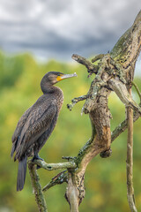 Great Cormorant bird perched on dead tree branch, looking alert, cloudy autumn day with soft daylight