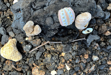 Schöne Schalentiere im Meer am Strand - Die Natur als Künstler © Thomas
