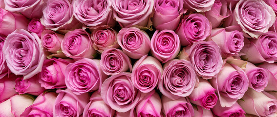 close up of pink roses