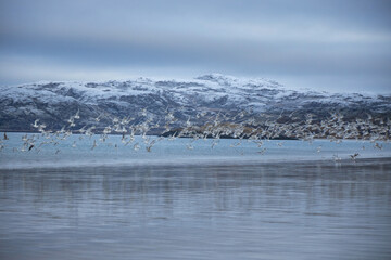 Birds take flight over the water in Teriberka, Russia during the winter season