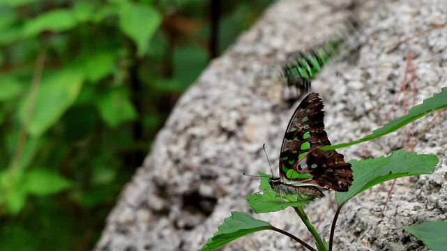 Tailed jay butterfly courtship dance in slow motion. a male tailed jay butterfly, Graphium agamemnon, performing an elegant courtship dance in a summer forest in Himachal Pradesh, India.