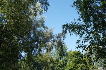 Green tree in the forest,  lush  foliage in the garden park.