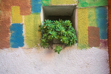 Una pianta grassa davanti a una piccola finestra che si apre su un muro colorato di una casa dell'isola di Burano nella laguna di Venezia