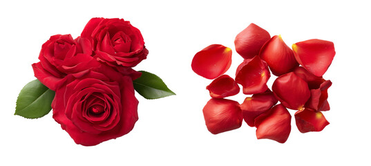 Fototapeta premium Red roses and petals on a transparent background floral arrangement nature close-up view