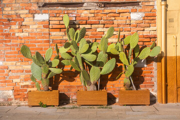 Alcune piante di cactus illuminate dal sole davanti a un muro di mattoni di una casa