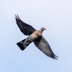 wood pigeon