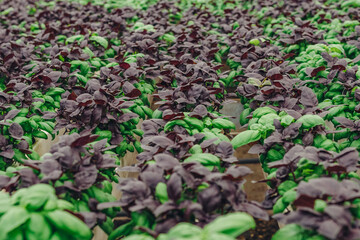 Hydroponic Basil In Controlled Environment, Urban Farm Produces Fresh Herbs With Nutrient Film Technique, Greenhouse Cultivation Of Basil Using Hydroponic Methods And Advanced Lighting Systems