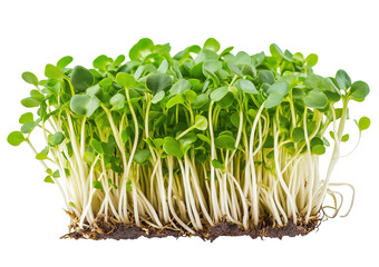 Obraz premium Fresh microgreens with delicate green leaves and pale stems isolated on a transparent background sprouts