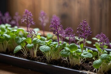 Brotes tiernos creciendo en bandeja de germinaci&oacute;n, cultivo dom&eacute;stico de microgreens para alimentaci&oacute;n saludable