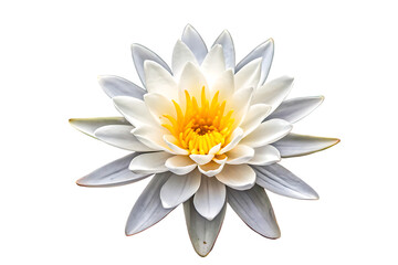 A delicate white water lily with a vibrant yellow center blooms in isolation against a stark black background