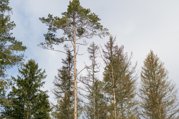 Snow rests on fir branches in a forest, soft light filtering through evergreens. Quiet winter moment in a Lithuanian woodland, serene and untouched.