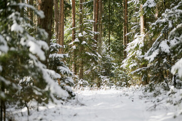 Snow rests on fir branches in a forest, soft light filtering through evergreens. Quiet winter moment in a Lithuanian woodland, serene and untouched.