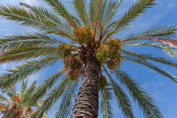 Top of date palm top against the sky, bottom view