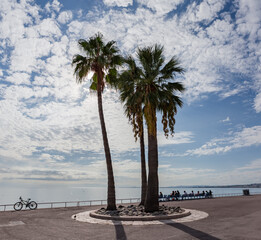 High fan palms on embankment against the sky and sea
