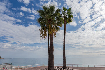 High fan palms on embankment against the sky and sea