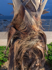 Part of palm trunk with partially cut dry bottom leaves