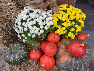 Different pumpkins next white and yellow flowers on straw outdoors