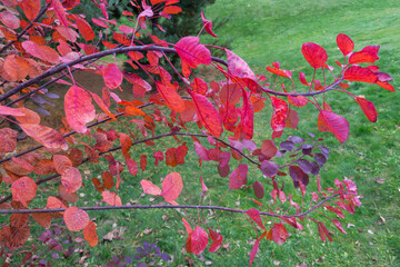 Bush branches with red leaves above lawn in public garden