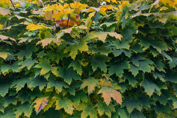 Branches of young maple with green and yellow autumn leaves