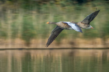 Pair of Greylag Geese flying low over water surface with motion blur background, late autumn day with soft daylight with copy space