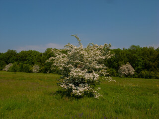 Blooming hawthorn bush in a spring meadow.