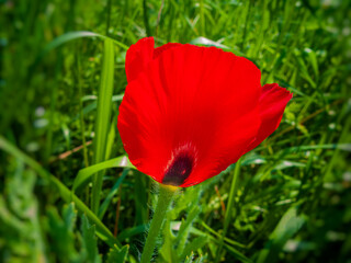 Wild poppy flower against a background of blooming grasses in a meadow.