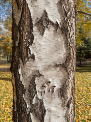 Section of old birch trunk in park in sunny day