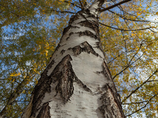 Old birch trunk in park in sunny day, bottom view