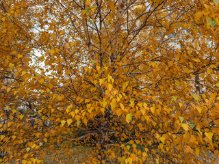 Branches of birch with yellow autumn leaves in public garden