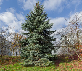 High blue spruce against industrial buildings in autumn sunny day