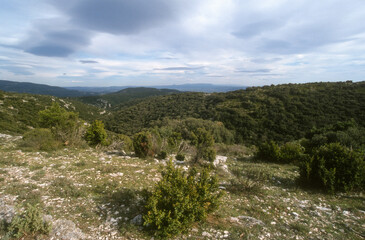 Garrigue, massif du Lub&eacute;ron, Vaucluse, 84, France