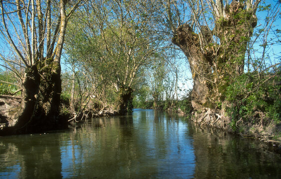 Fraximus excelsior, Fr&ecirc;ne t&eacute;tard, Marais Poitevin, 85, Vend&eacute;e, France