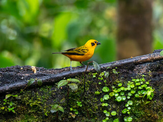 Golden Tanager (Tangara arthus)