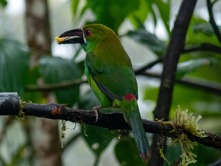 Toucan, Costa Rica