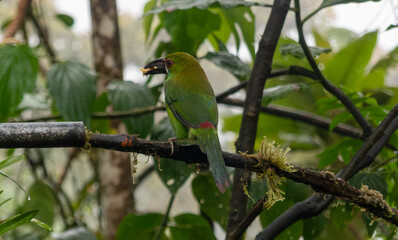 Crimson-rumped, toucanet