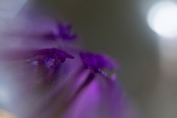 photograph of a lens ball with a verbena flower
