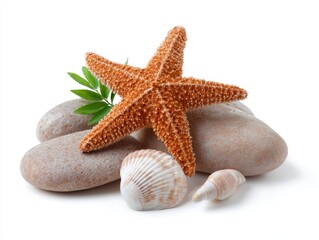 Sea star stone and seashell isolated on white background, beauty of the underwater world