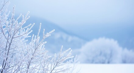 Frosted branches with icy hoar frost against a soft blue winter sky and blurred snowy landscape. Cold weather background for Winter, Christmas, New Year. copy space