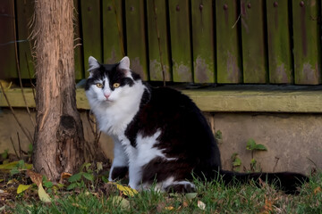Czarno-biały kot o bursztynowych oczach siedzi przy drzewie, tuż obok zielonego, porośniętego mchem drewnianego płotu. Futro kota jest puszyste, a jego wzrok skierowany jest w stronę aparatu. 