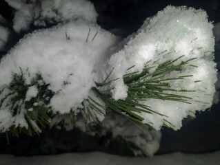 Puszysty śnieg pokrywa długie, smukłe igły sosny (Pinus), tworząc miękki, biały koc na zielonym ulistnieniu. Kontrast między jasnym śniegiem a ciemnozielonymi igłami w słabym świetle podkreśla fakturę © Grzegorz