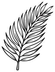 Obraz premium Hand drawn black outline of a tropical palm frond. Elegant botanical illustration for summer design.