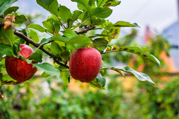 Fresh red apple growing on tree branch in orchard