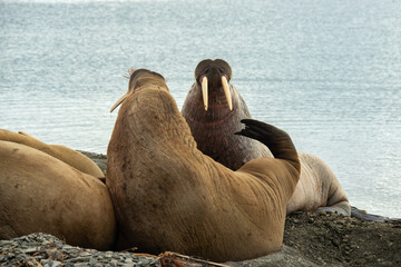 Morse, Odobenus rosmarus, Spitzberg, Svalbard, Norvège